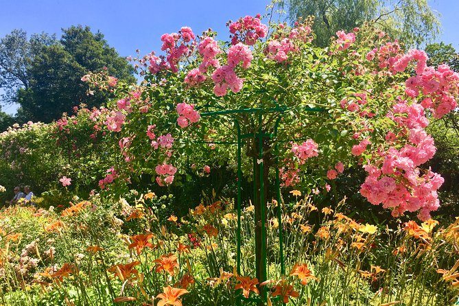 Climbing roses in flower in the Clos Normand at Giverny