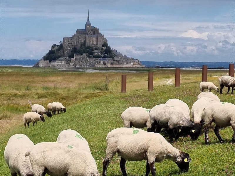 Sheep grazing the salt marsh below Mont-Saint-Michel
